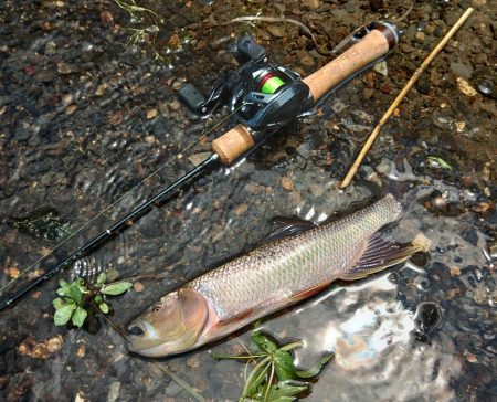 琵琶湖流入河川で釣りまくる